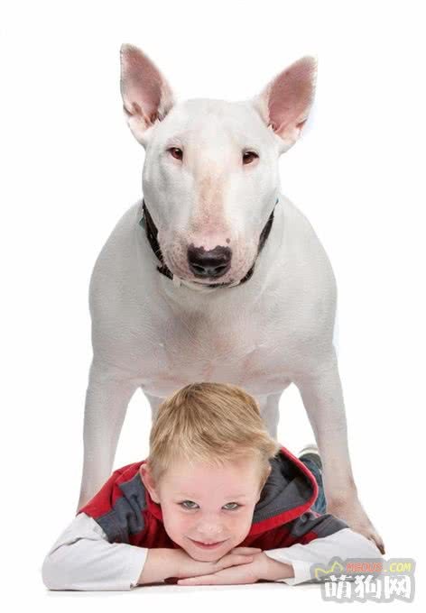“人为创造”的犬种——牛头梗