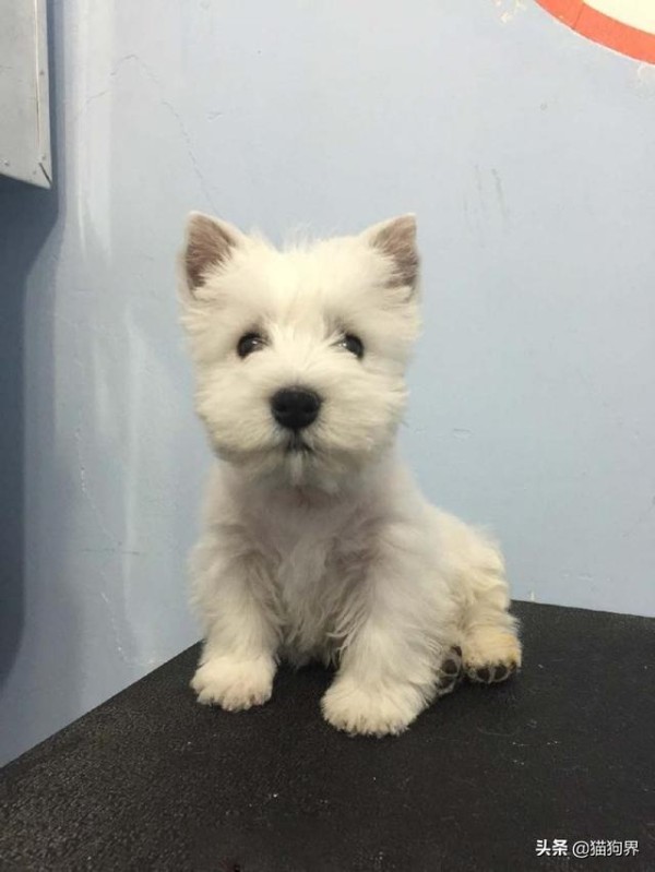 认识梗类犬，原来这些狗狗都属于梗类犬#狗狗大明星#