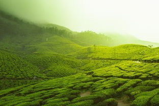 普洱市的普洱茶企业有哪些（普洱市茶厂有哪几家）