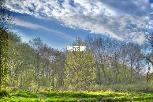 梅花鹿