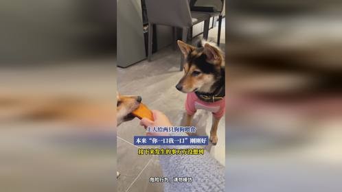 主人给两只狗狗喂食，本来你一口我一口刚刚好，接下来发生的事万万没想到
