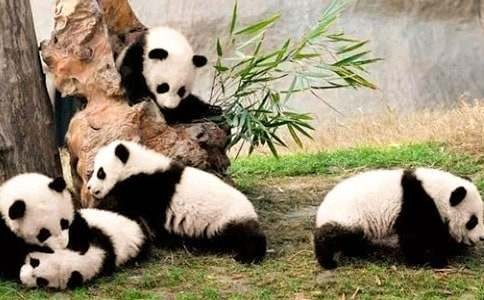 哪个明星养了熊猫