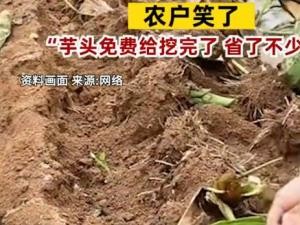 小偷1夜挖700斤芋头被抓农户笑了 农户:你人还怪好嘞 