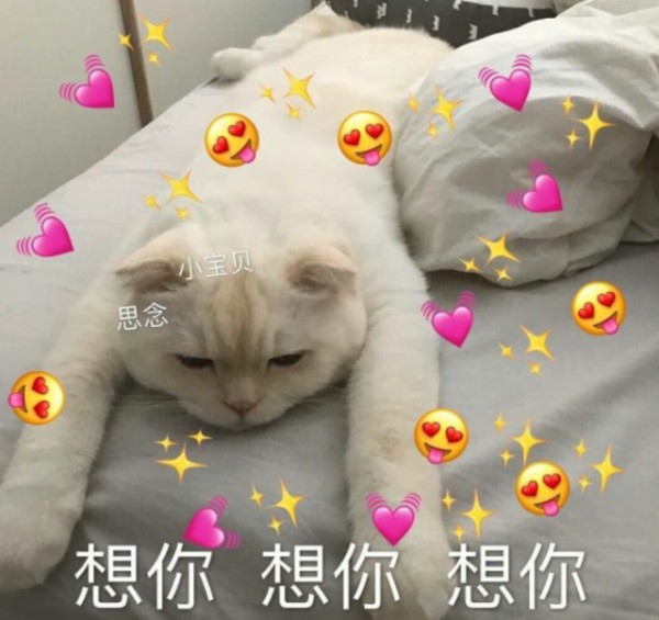 猫咪可爱撒娇表情包