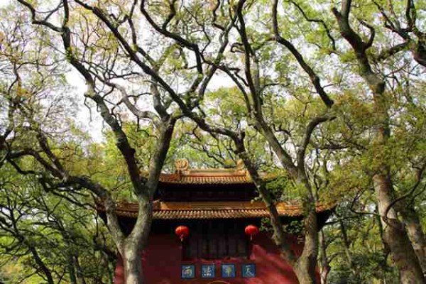 明星八字怎么看财运，明星的八字都比一般人好吗？
