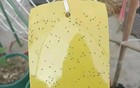 密密麻麻！广东一地街头树上掉落很多小虫子？最新回应