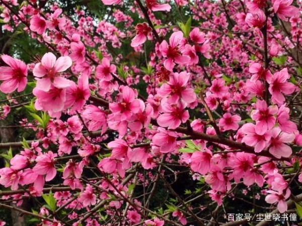 黄庭坚的这首《清明》，同样写得非常出色，美得令人心醉！