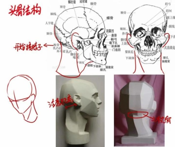如何学画头颈肩关系？头颈肩绘画详细教程！