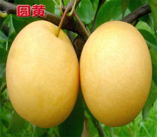 两公分黄金梨树苗梨树苗品种大全图片绿宝石梨树苗