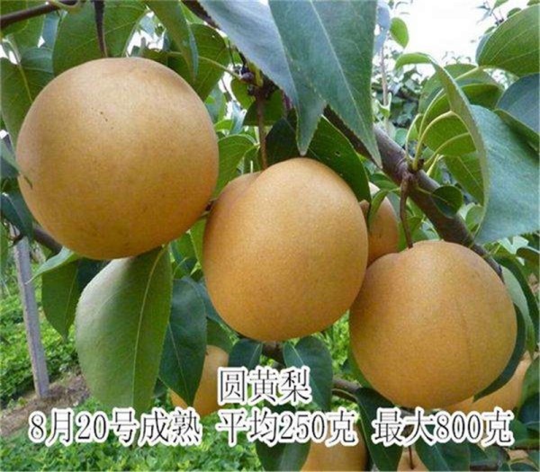 晚玉梨树苗基地直供红皮梨苗