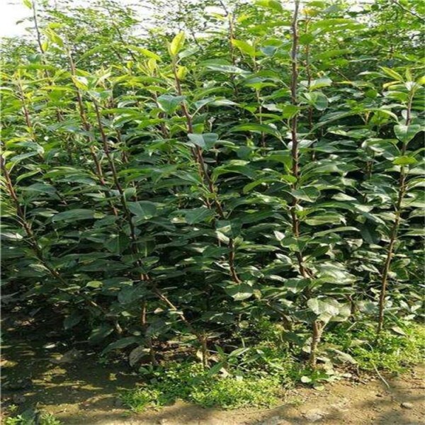 赵县一年晚玉梨树苗价格梨树苗基地