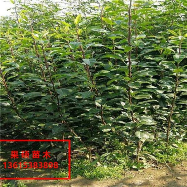 赵县一年晚玉梨树苗价格梨树苗基地