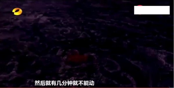 陈伟霆是一个敬业的演员，他自爆拍戏不用替身，直接摔到不能动