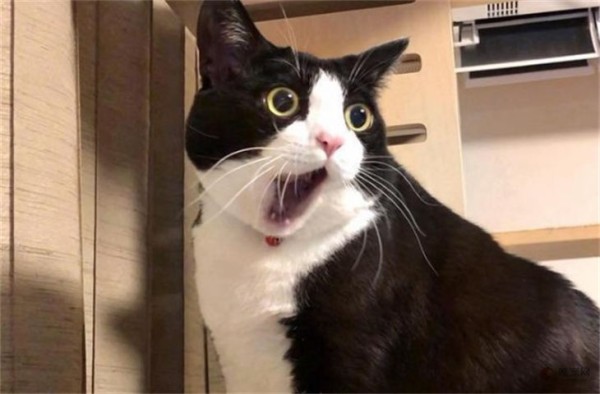 奶牛猫性格怎么样 是不是很粘人