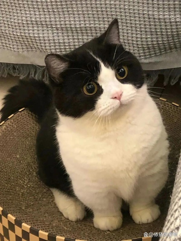 都说奶牛猫是猫界神经病，那你知道为什么黑猫警长会是奶牛猫吗？