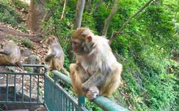 虎和猴在一起对谁不利？生肖猴和生肖虎相冲吗？