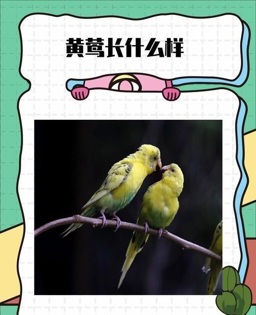 黄莺双胞胎妹妹曝光，宋红玉背后的秘密惊呆了！