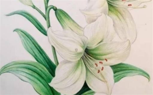 貔貅与狐仙是否相冲 可以一起佩戴吗 貔貅和狐仙共戴有什么讲究吗