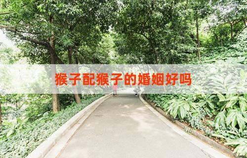 猴子配猴子的婚姻好吗