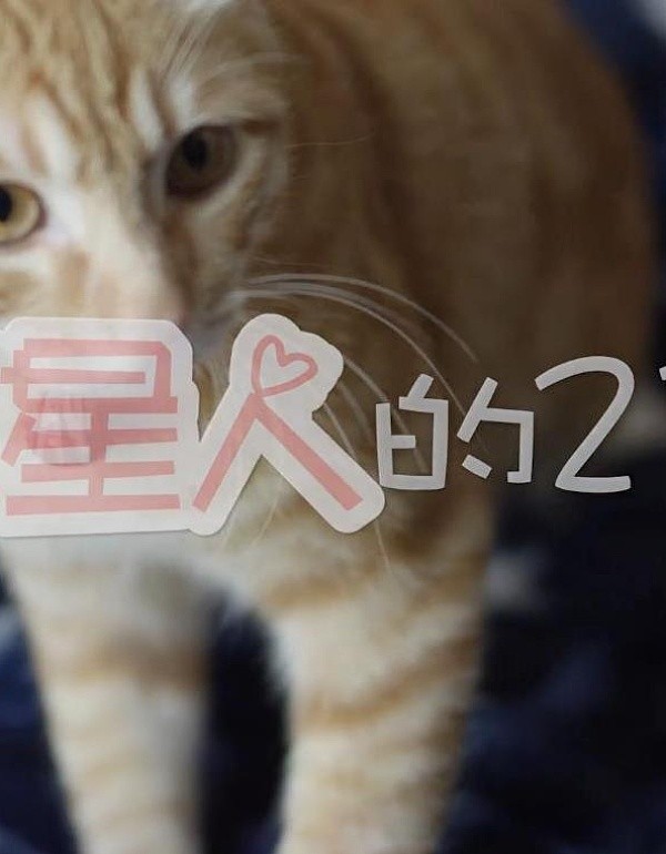 和喵星人的21天