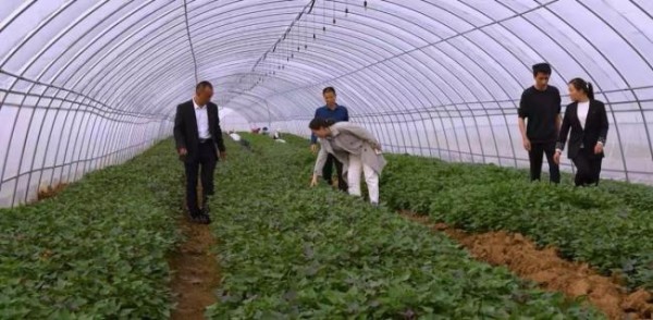 河南80后女村支书当选全国劳动模范 小红薯成就大产业