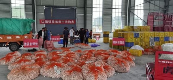 罗甸县边阳镇：蚕茧喜丰收，群众笑开颜-有驾