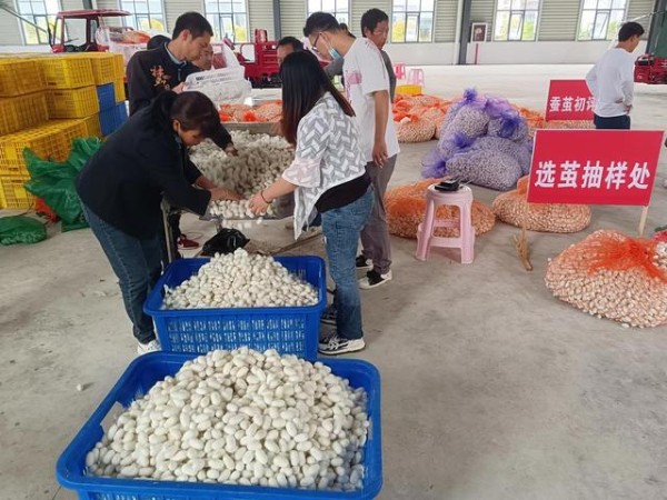 罗甸县边阳镇：蚕茧喜丰收，群众笑开颜-有驾