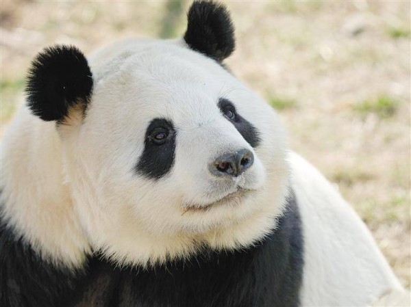 “国宝中的美人”是谁？这美名非秦岭大熊猫莫属