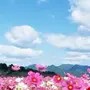 郑元明娱乐