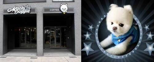 娱乐圈里的这些明星狗奴们 为爱犬不惜一掷千金