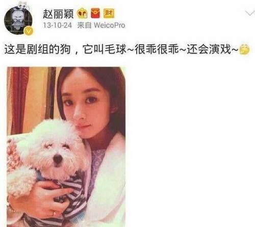 娱乐圈里的这些明星狗奴们 为爱犬不惜一掷千金