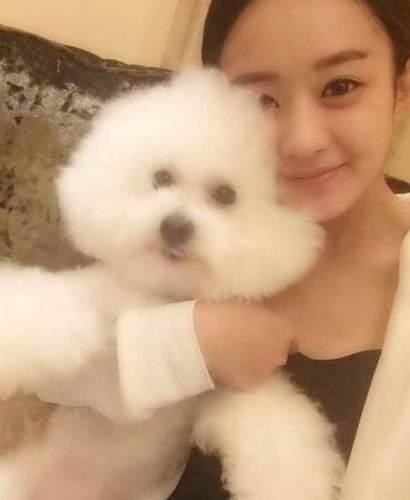 娱乐圈里的这些明星狗奴们 为爱犬不惜一掷千金