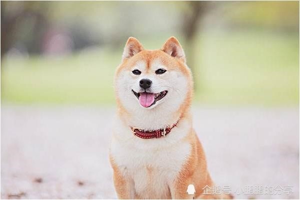 3、任家忠背后的勇哥是谁