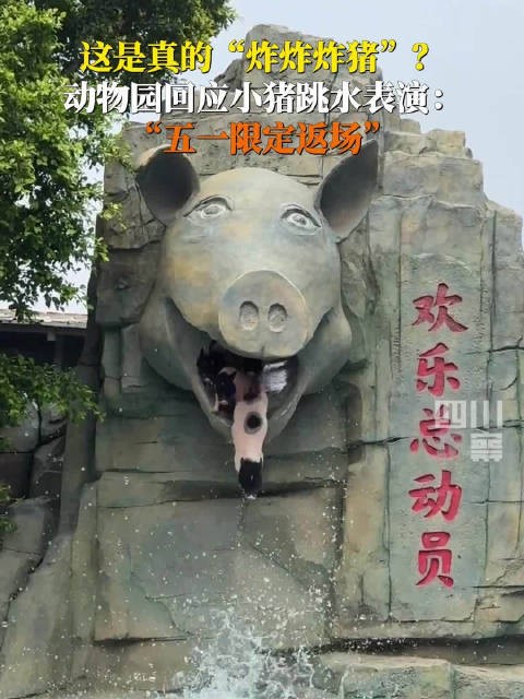 “五一限定返场”!跳水版炸炸炸猪来了