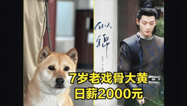 流浪狗大黄逆袭成顶流演员：从狗肉市场到片场高薪