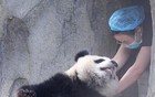 明天上班！好消息：再上19天班又放假了！不调休！