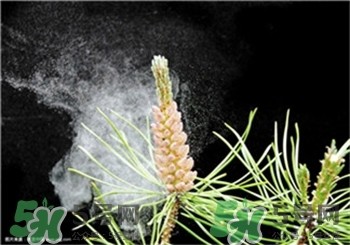 松花粉怎么辨别真假?松花粉什么人可以吃?