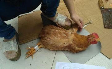 一家人三个属鸡好吗 关系较为不融洽