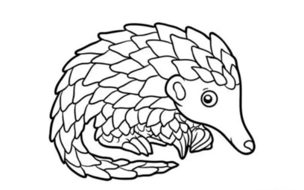 穿山甲儿童画