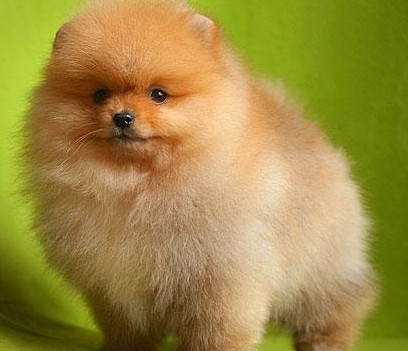 博美犬多少钱一只