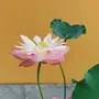 顺静自然