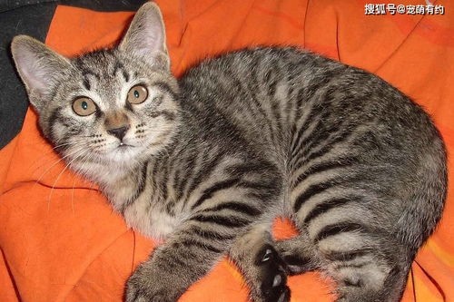 中国新生猫咪有多少?它们将如何成为猫界明星?