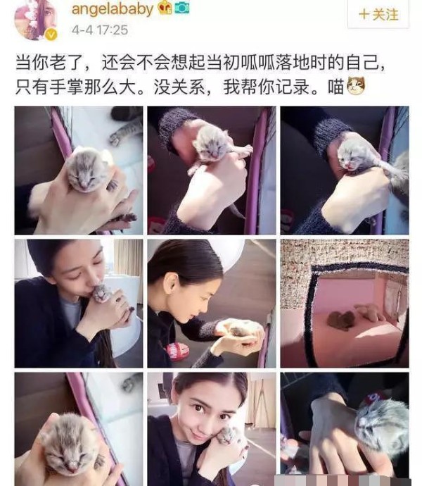 Angelababy养折耳猫被质疑作秀，不顾猫死活，只为圈粉！
