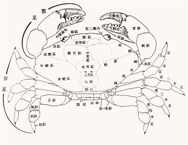 正宗且简单的清蒸红毛蟹的做法