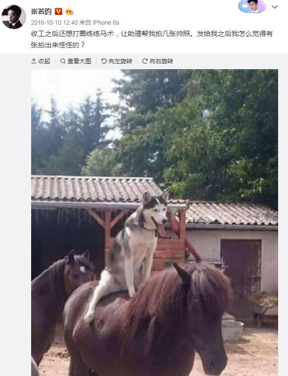 张若昀哈士奇撞脸图片 与二哈的对比照：哈士奇的梗怎么来的