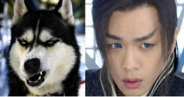 张若昀哈士奇撞脸图片 与二哈的对比照：哈士奇的梗怎么来的
