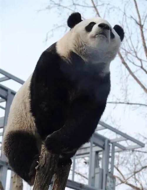 萌兰西直门三太子的称号由来 也叫“北动三太子”