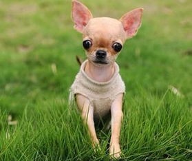 贝灵顿梗:小型犬,宠物界迷你明星。