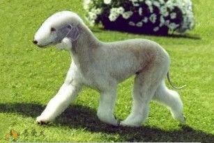 贝灵顿梗:小型犬,宠物界迷你明星。