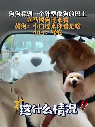 它叫朋友来瞧,原来狗有语言,只是我们无法理解